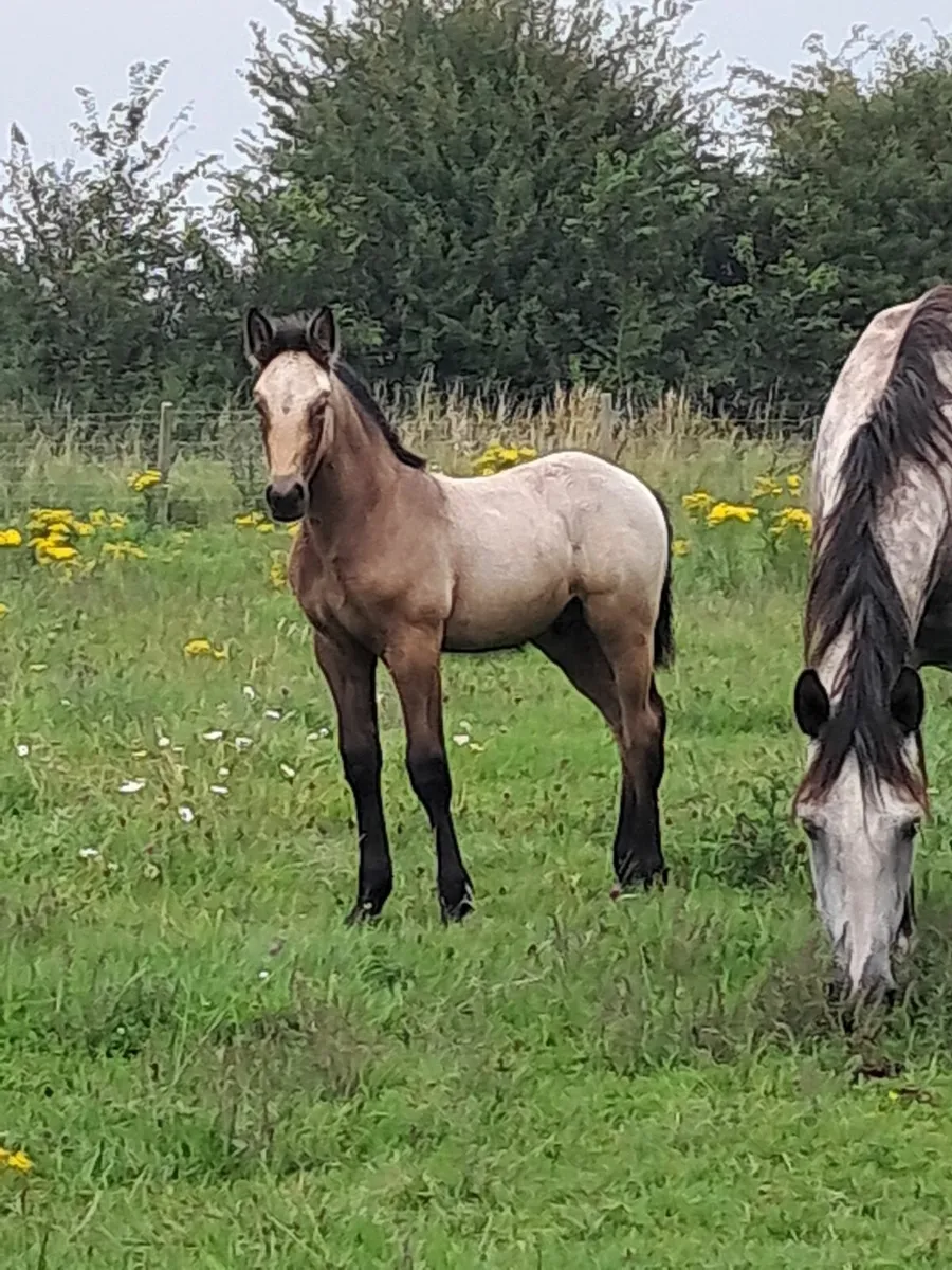 Stallion - Image 2