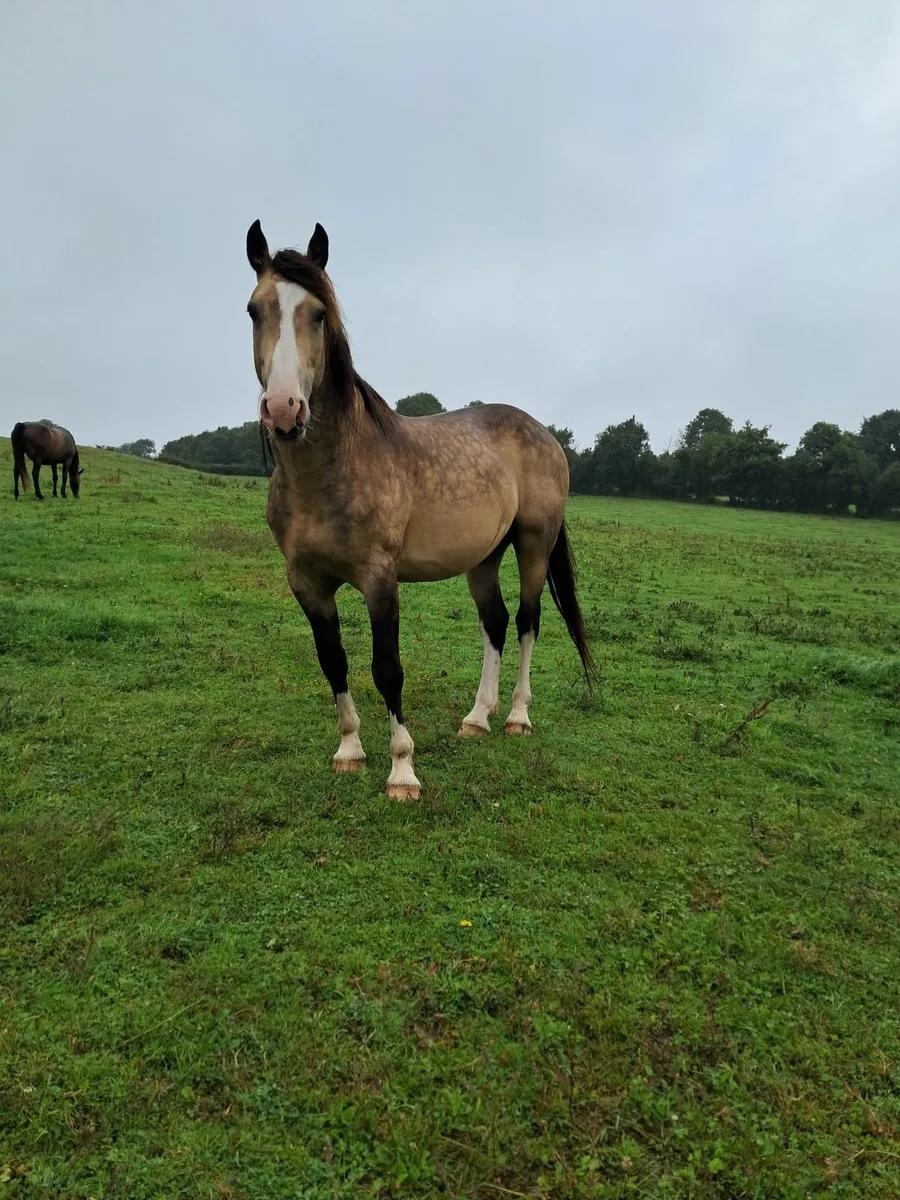 Stallion - Image 4