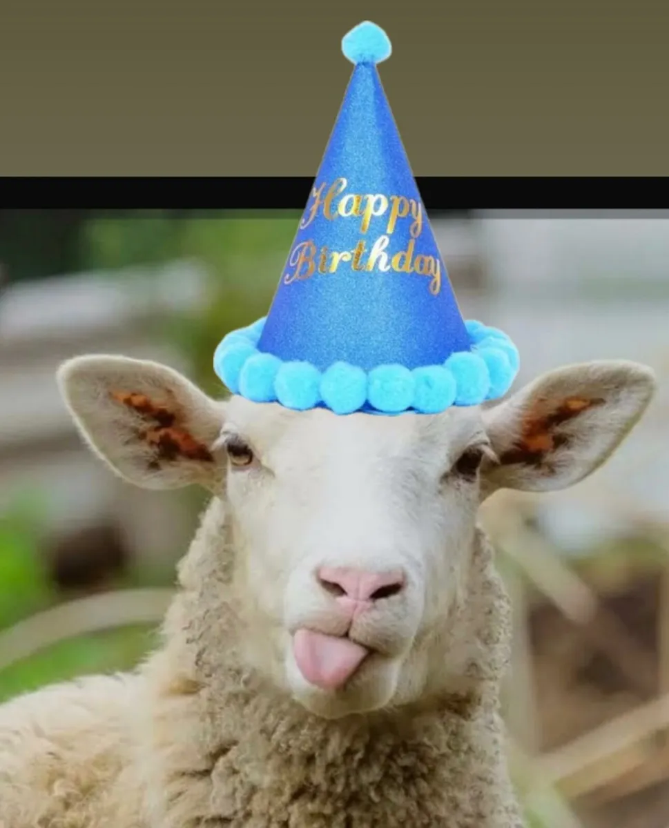 Store lambs required