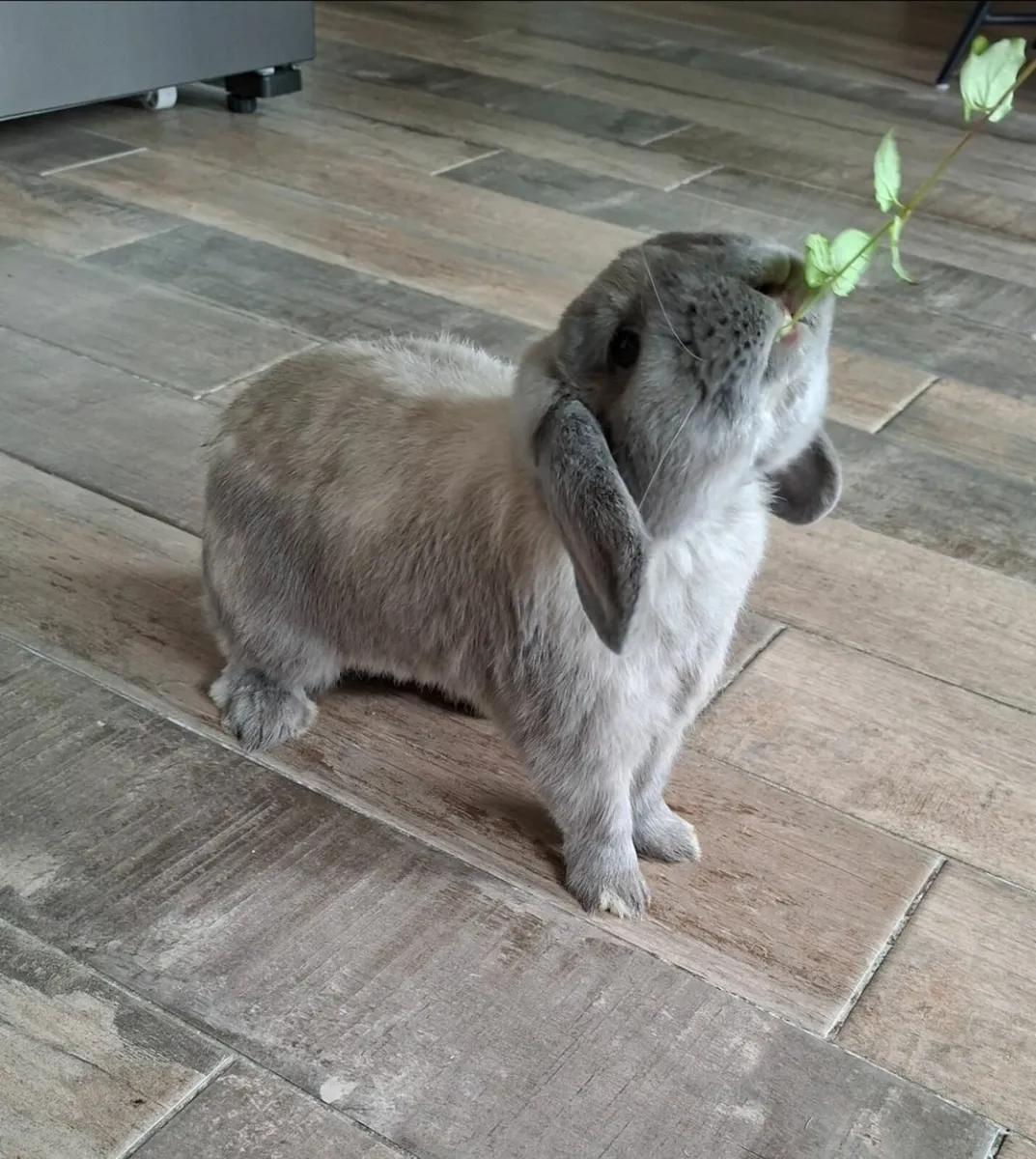 Mini lop rabbit - Image 3