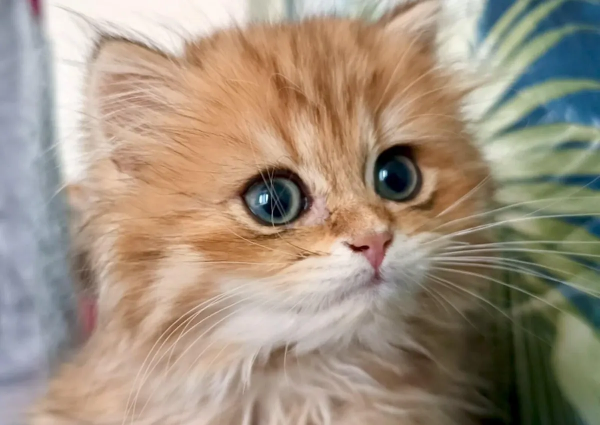 Cat - Image 1
