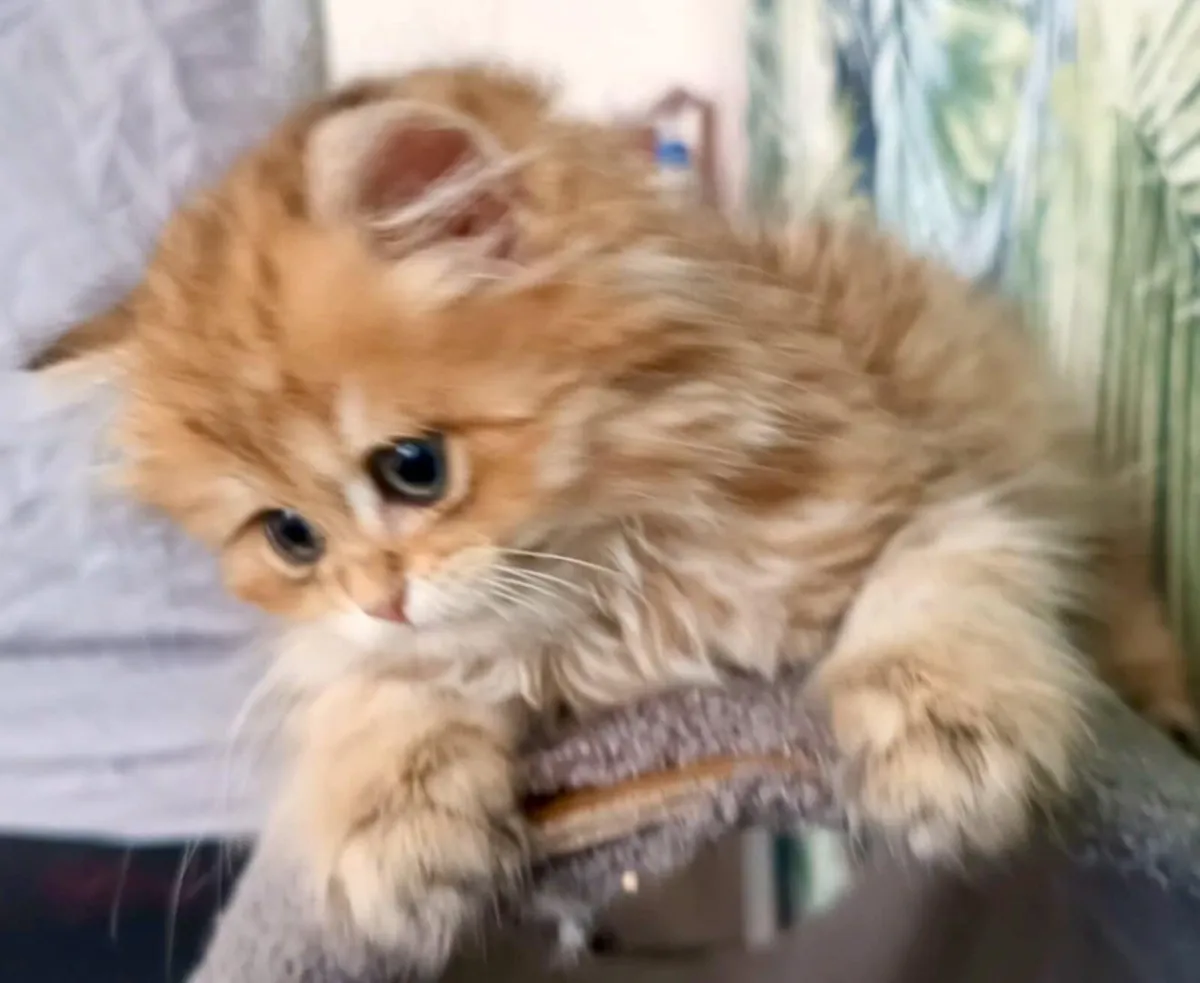 Cat - Image 2