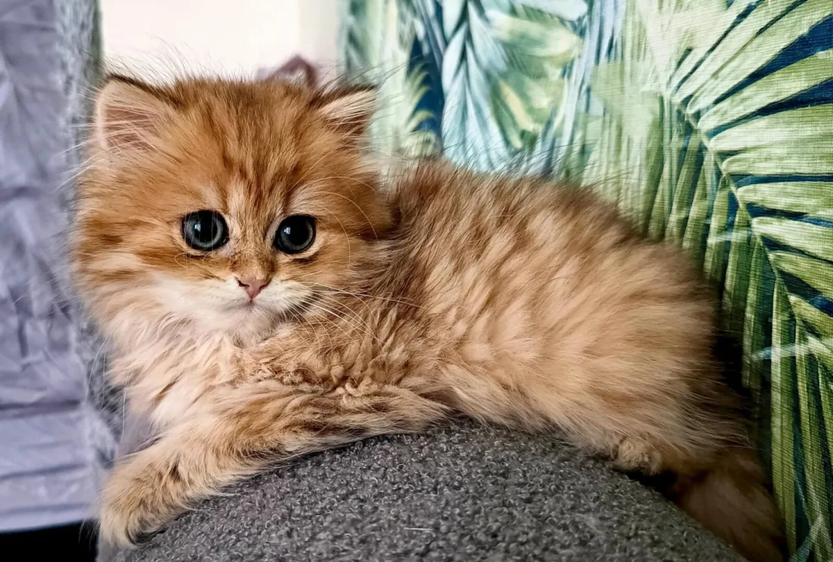 Cat - Image 3