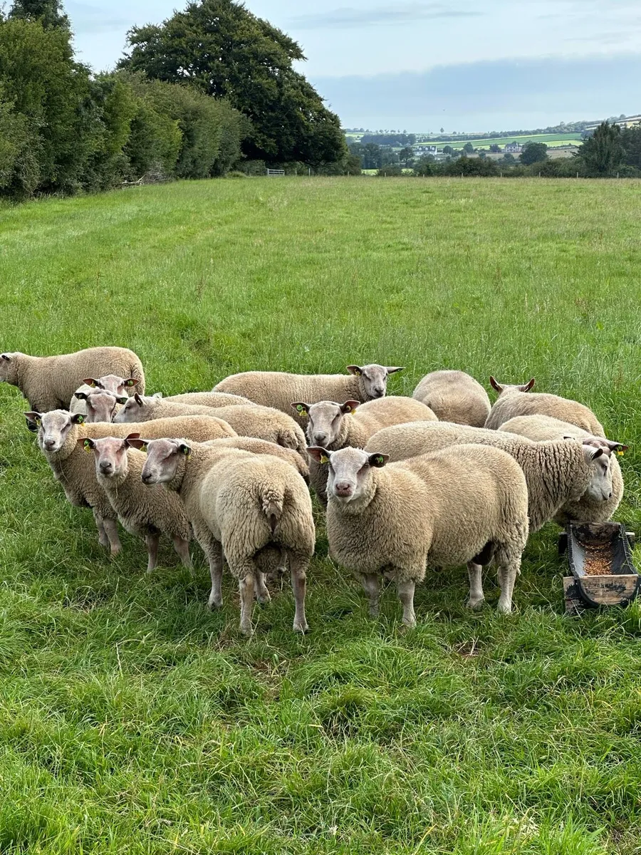 Pedigree Charollais Ram Lambs - Image 1