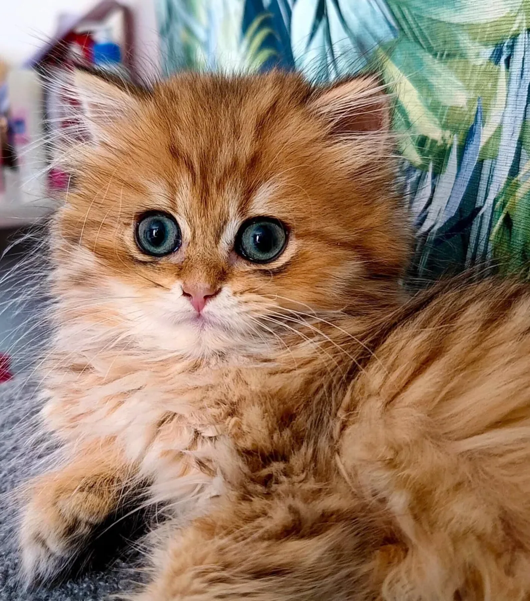 Cat - Image 4