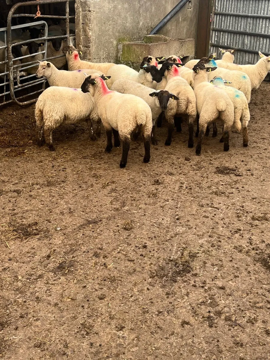 Store lambs - Image 3