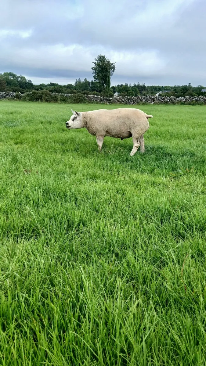 Hybrid hogget ram - Image 1