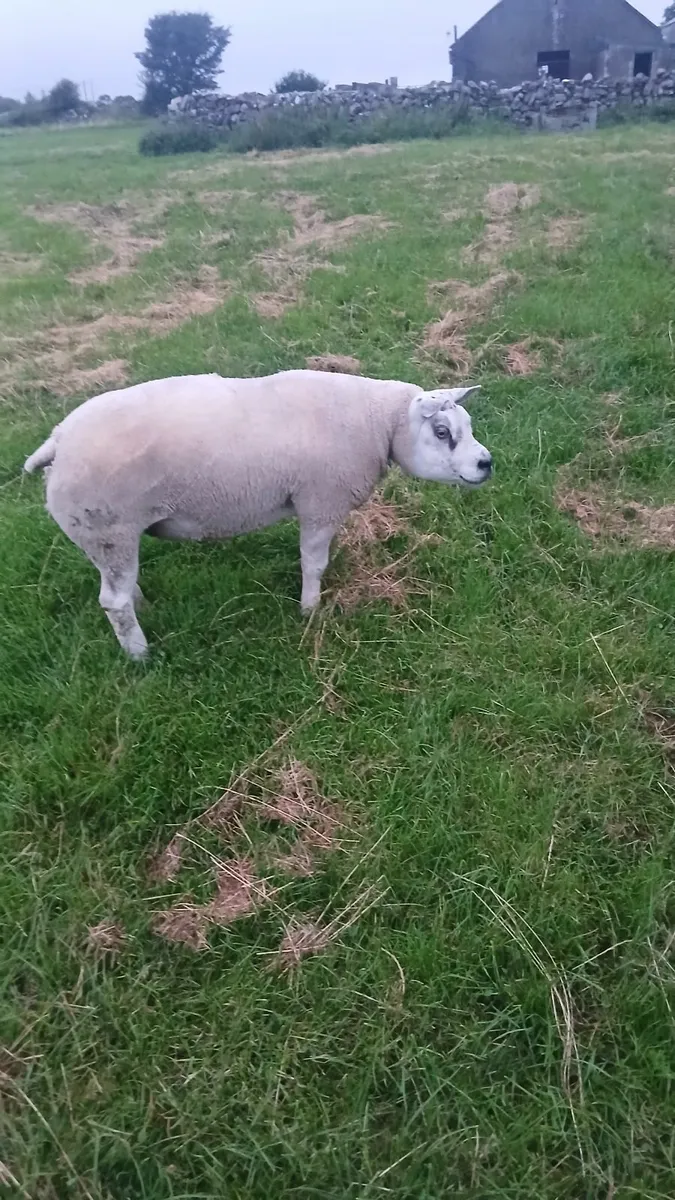 Hybrid hogget ram - Image 2