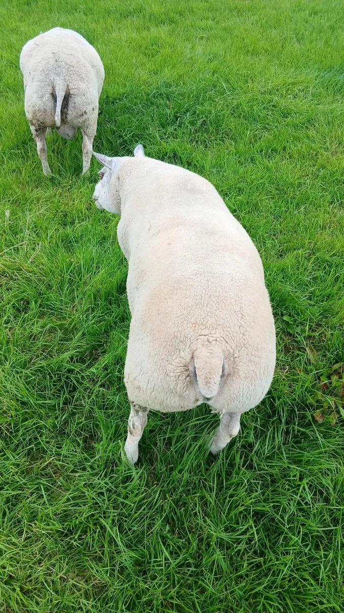 Hybrid hogget ram - Image 3