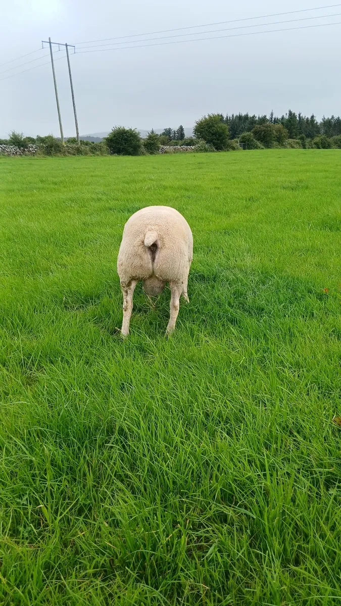 Hybrid hogget ram - Image 4