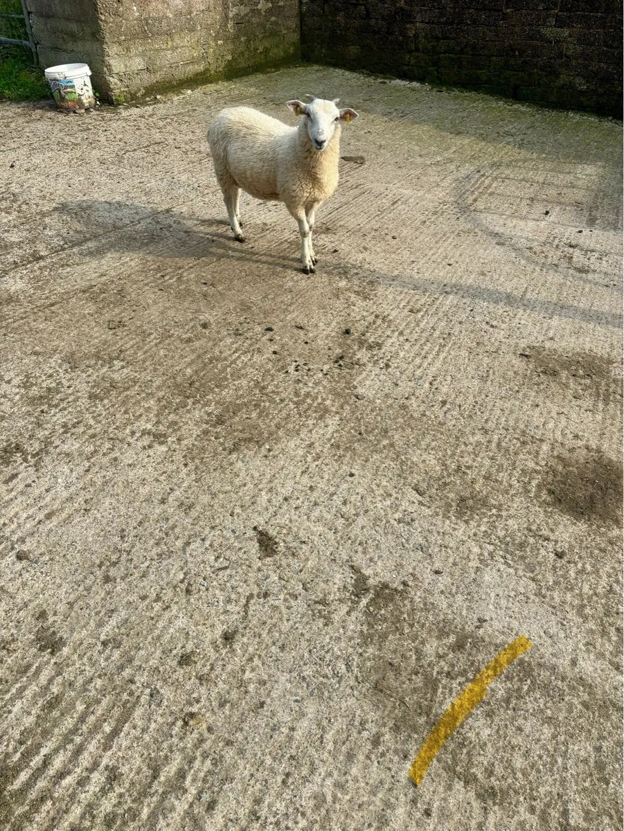 Store lamb