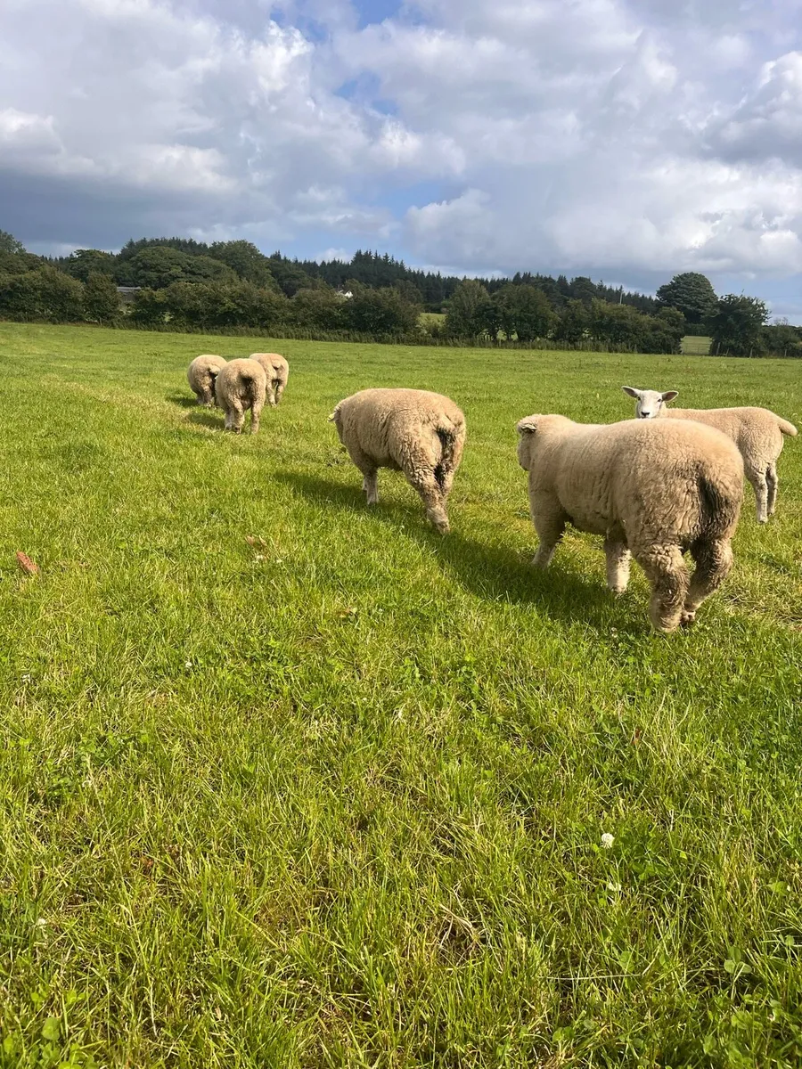 SIS approved PB Poll Dorset Rams - Image 2