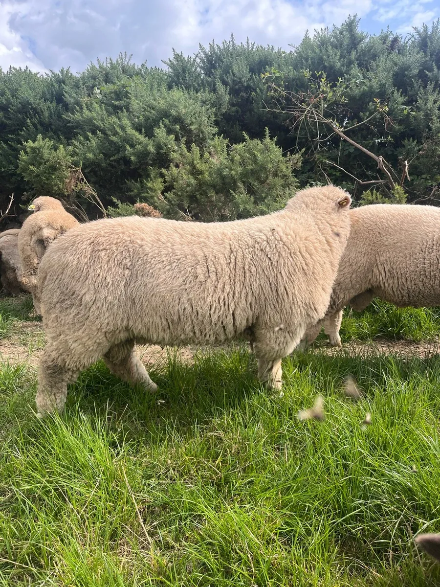 SIS approved PB Poll Dorset Rams - Image 3