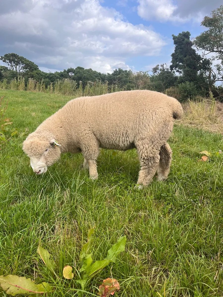 SIS approved PB Poll Dorset Rams - Image 4