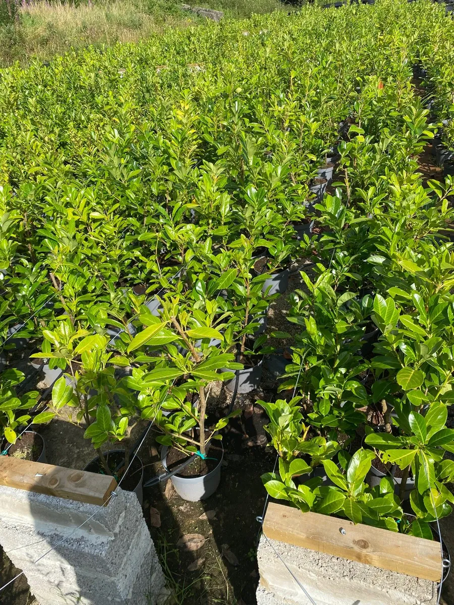 5-6ft Mature Potted Laurel Hedging - Image 3
