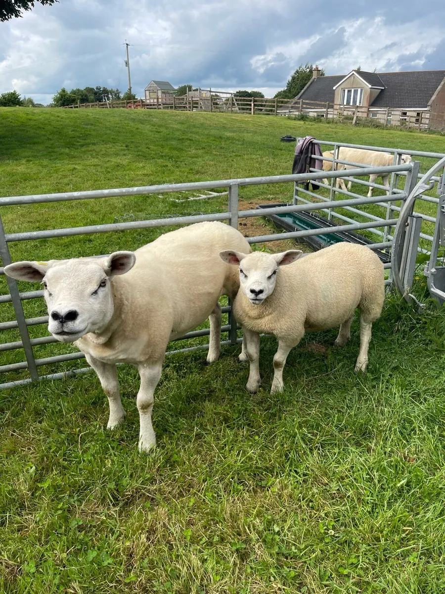 Pedigree Texels ewes with lamb at foot - Image 1