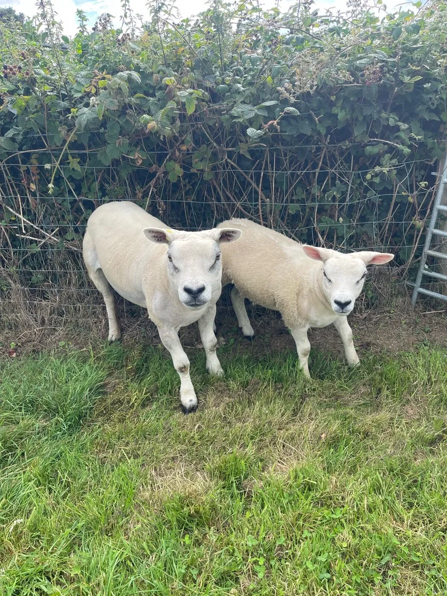Pedigree Texels ewes with lamb at foot - Image 2