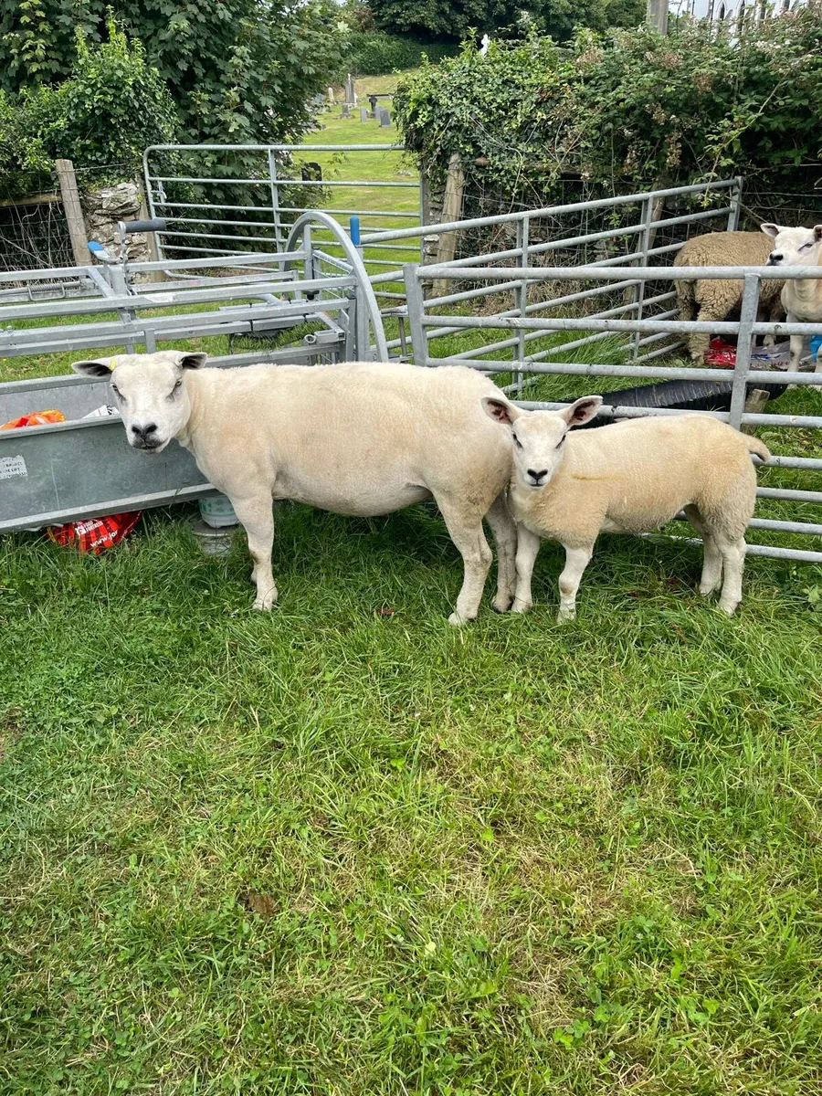 Pedigree Texels ewes with lamb at foot - Image 3