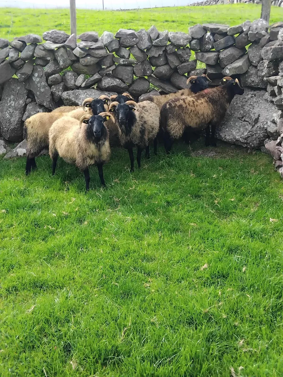 6 lovely mayo blackface ewe hoggets - Image 1