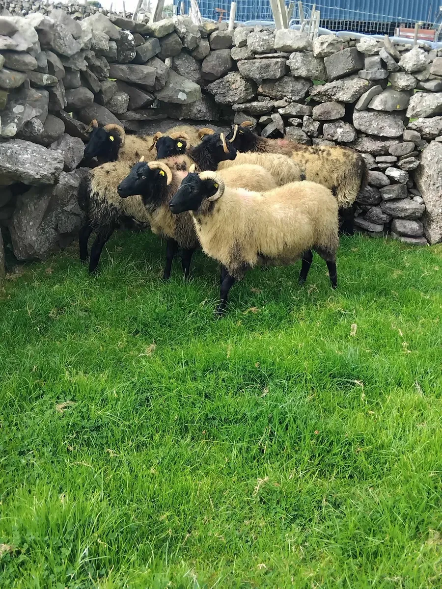 6 lovely mayo blackface ewe hoggets - Image 2