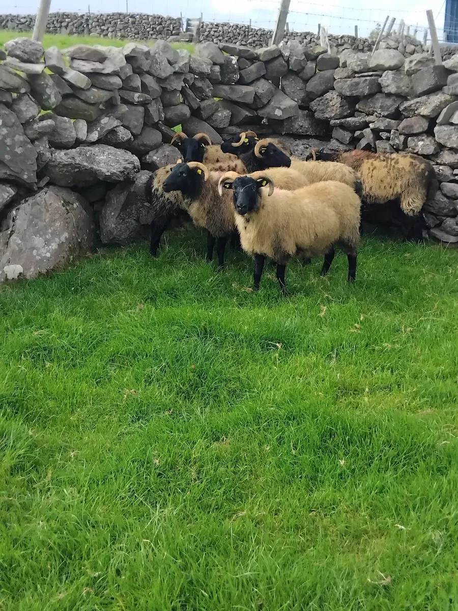 6 lovely mayo blackface ewe hoggets - Image 3