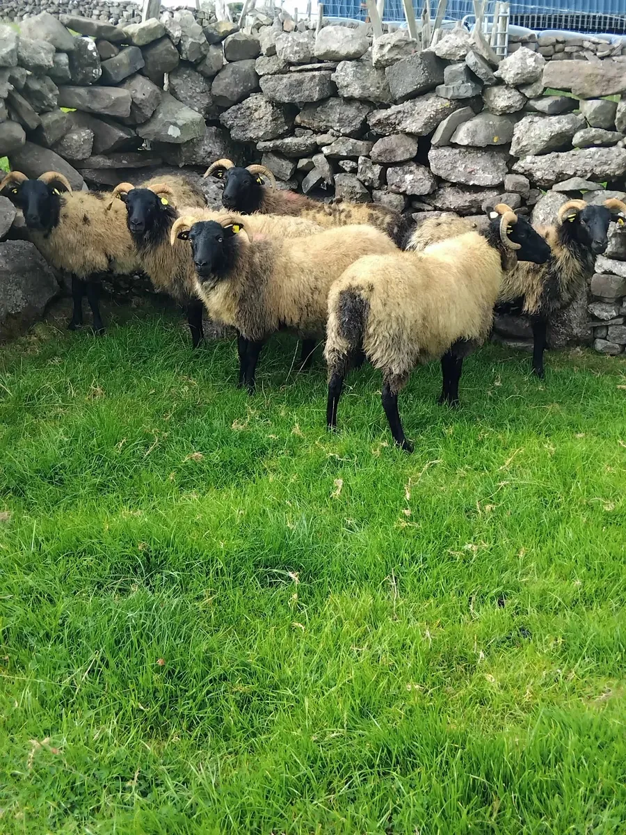 6 lovely mayo blackface ewe hoggets - Image 4