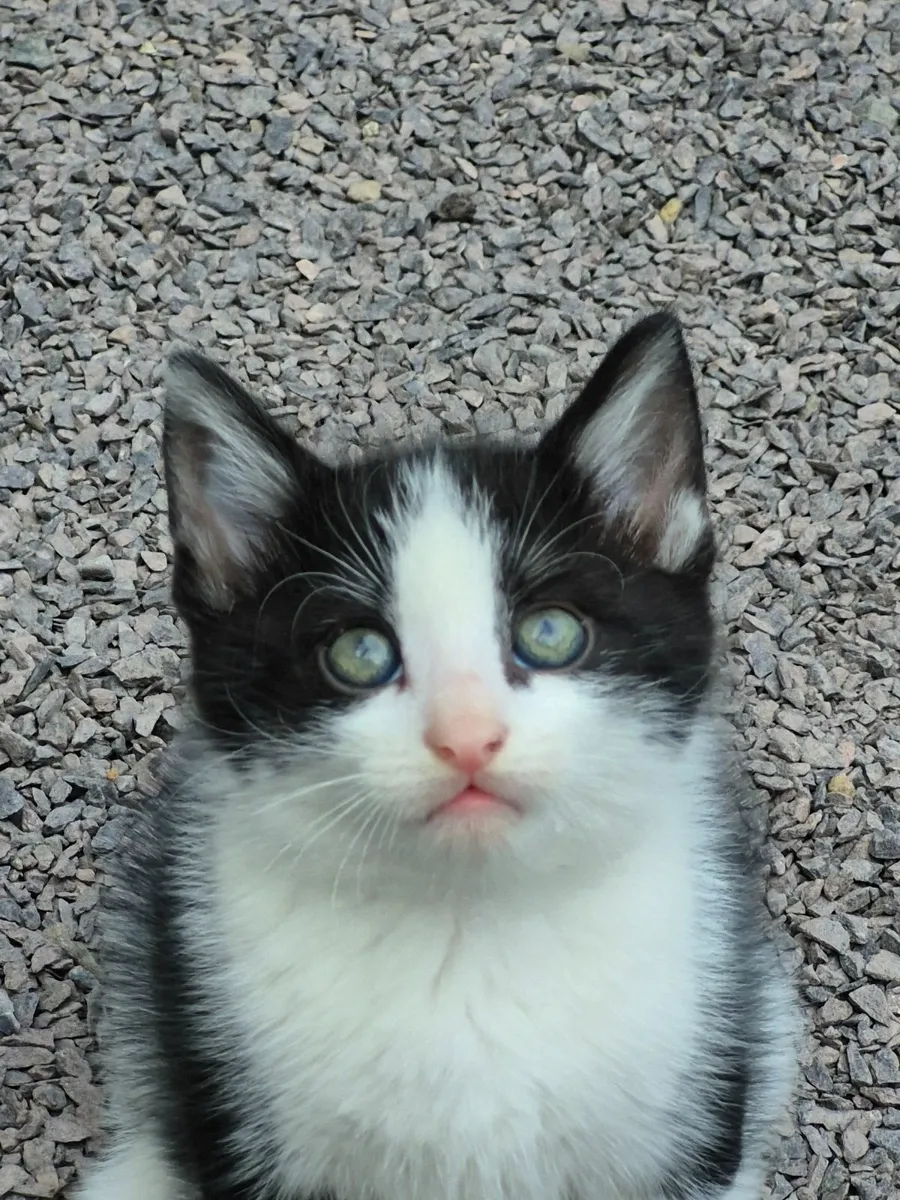 Kittens - Image 4