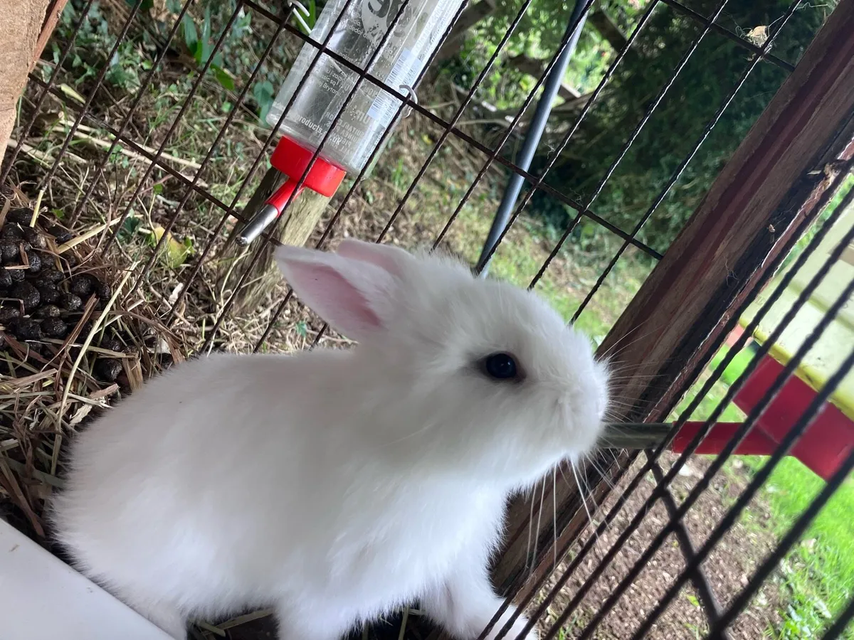 Baby rabbits - Image 2