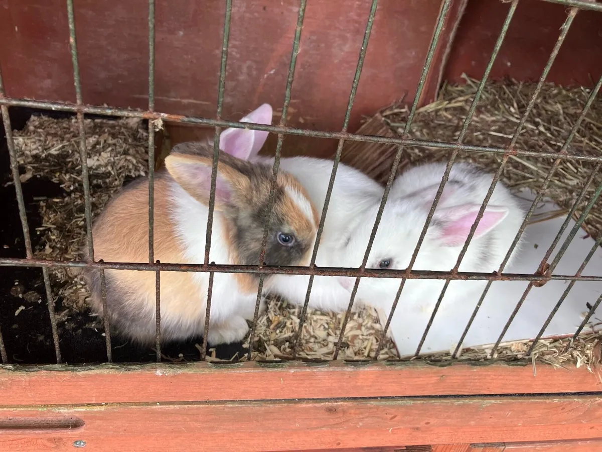 Baby rabbits - Image 3
