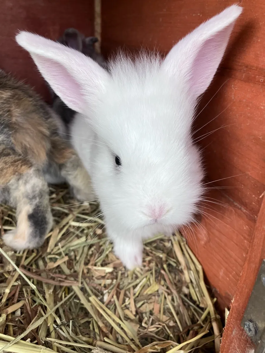 Baby rabbits - Image 1
