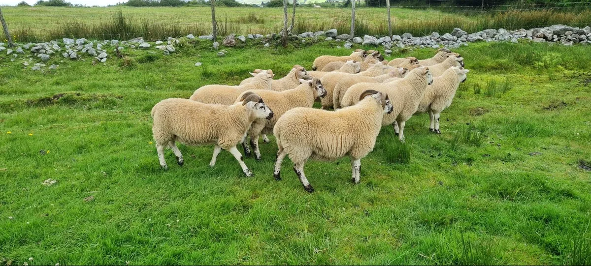 Ram lambs - Image 2