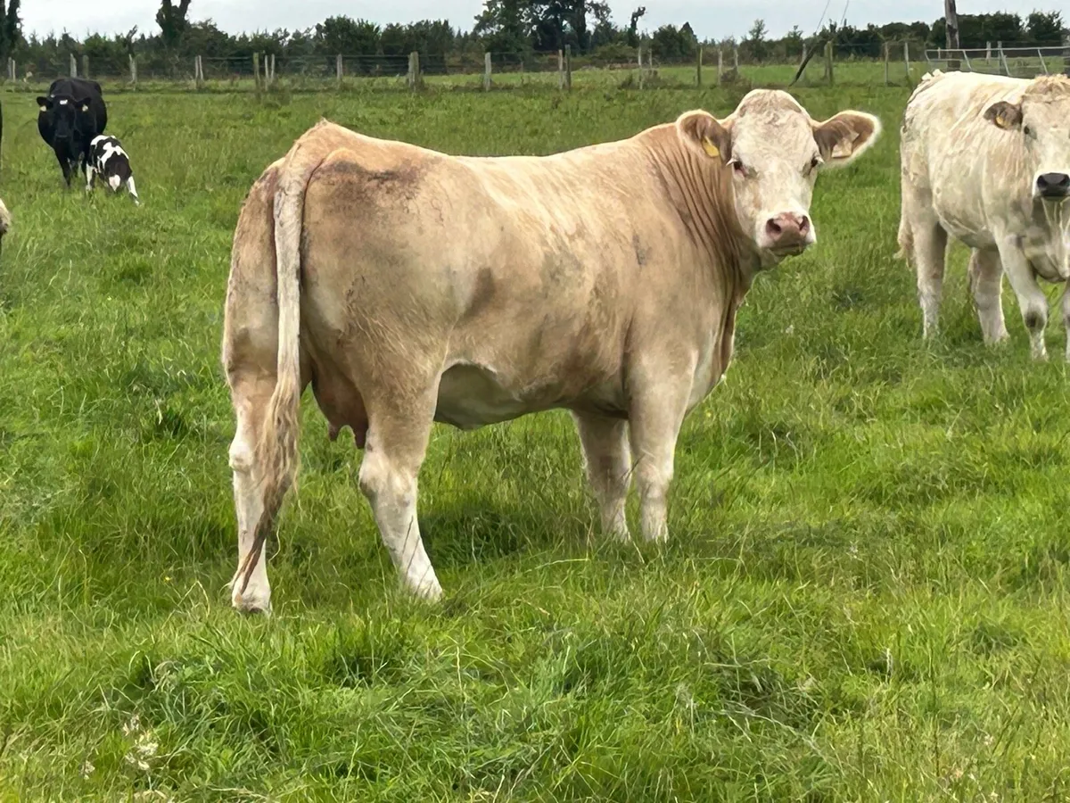 3 super incalf simental heifers - Image 2