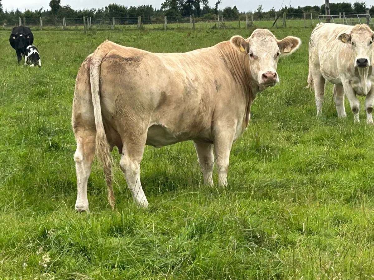 3 super incalf simental heifers - Image 1
