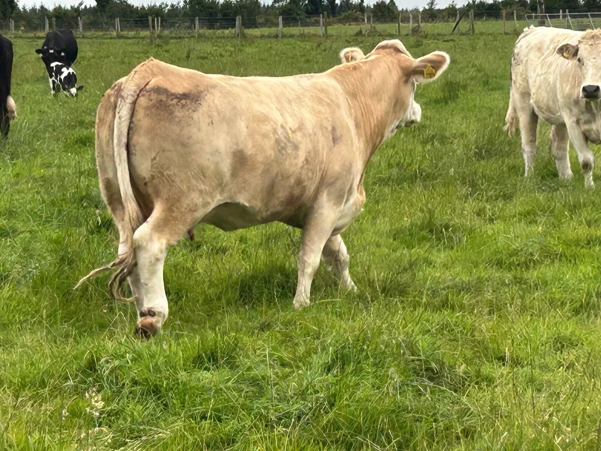 3 super incalf simental heifers - Image 3