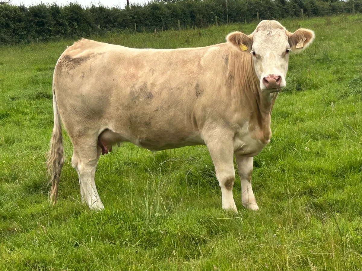 3 super incalf simental heifers - Image 4