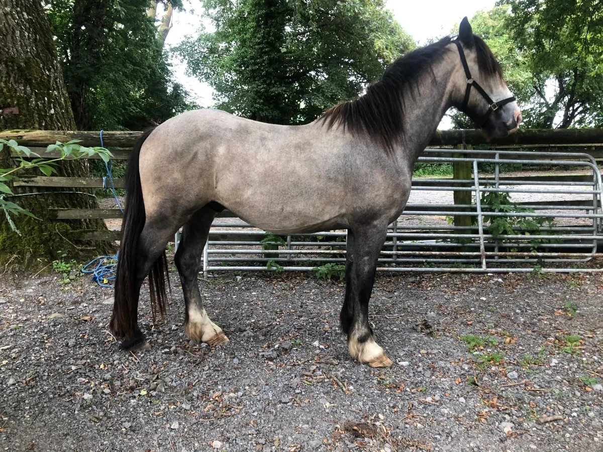 3 year old Gelding - Image 1