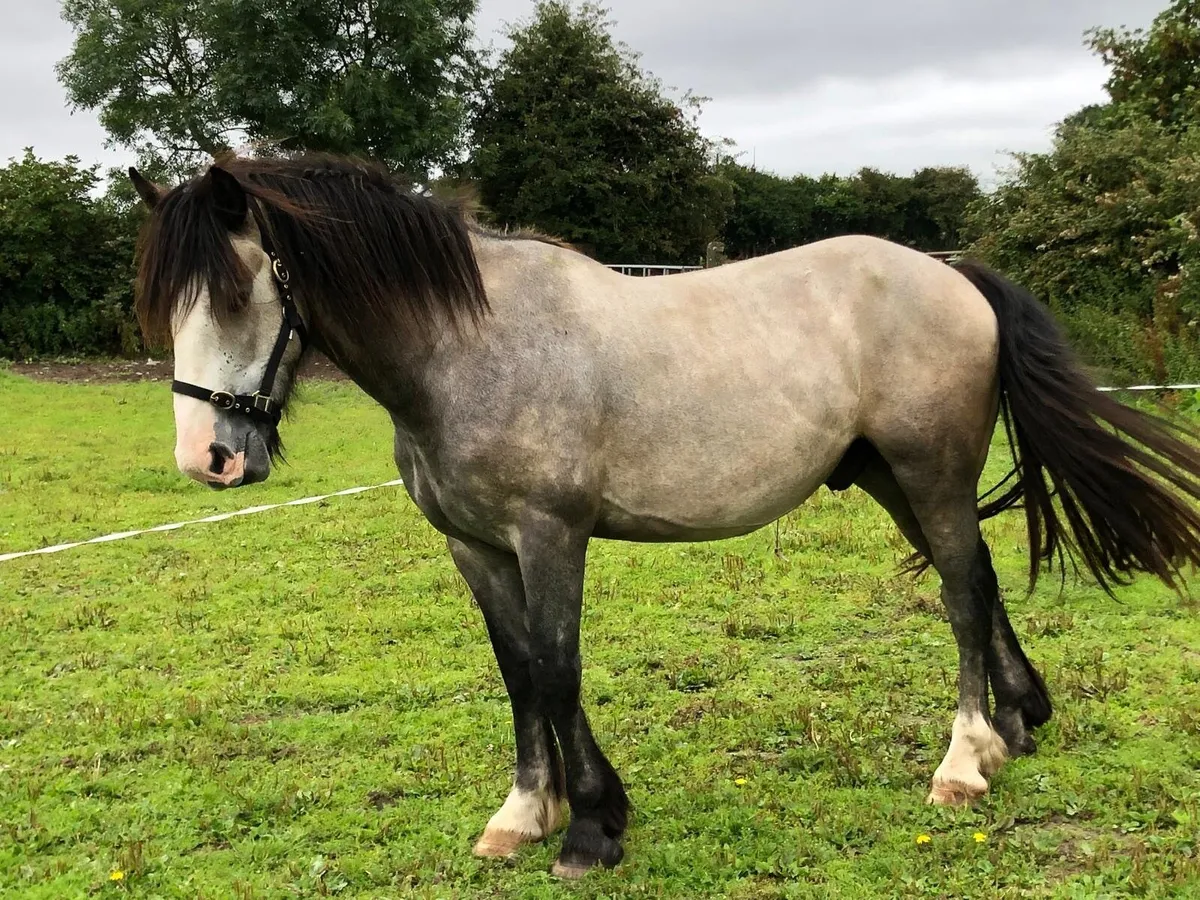 3 year old Gelding - Image 2