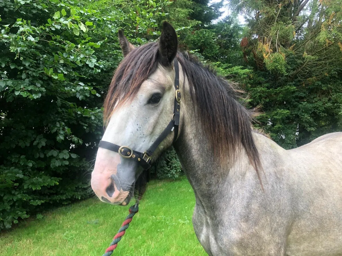 3 year old Gelding - Image 3