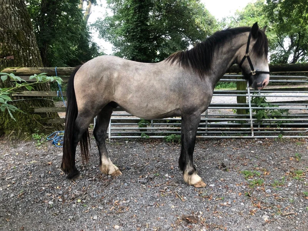 3 year old Gelding - Image 4