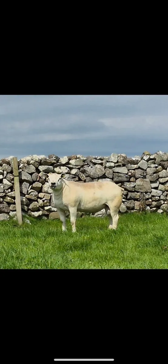 Big Boy Ram Sale Catalogue 2025 - Image 2