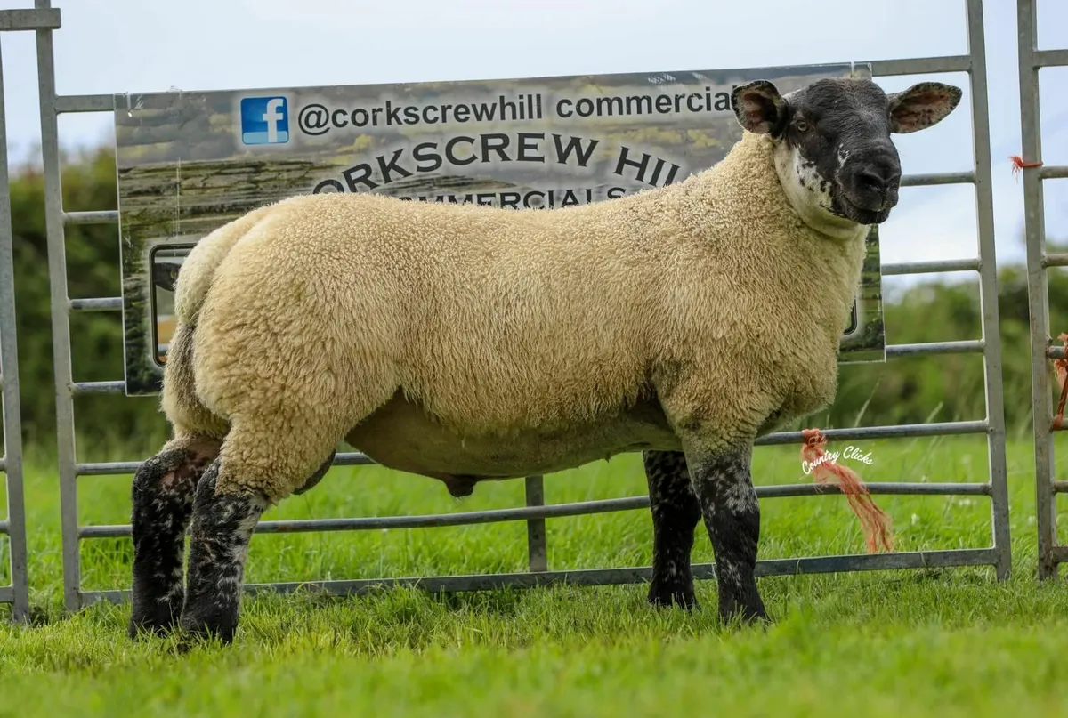 Big Boy Ram Sale Catalogue 2025 - Image 3