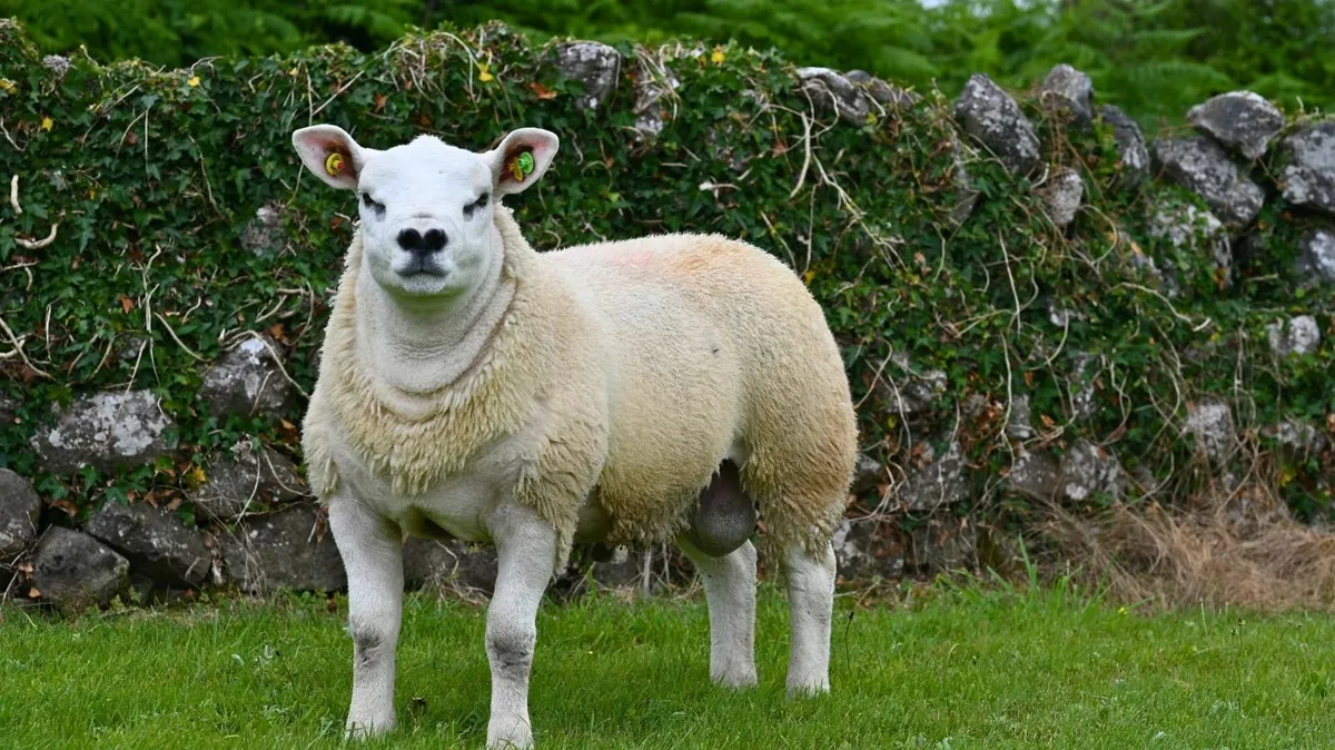 Big Boy Ram Sale Catalogue 2025 - Image 4
