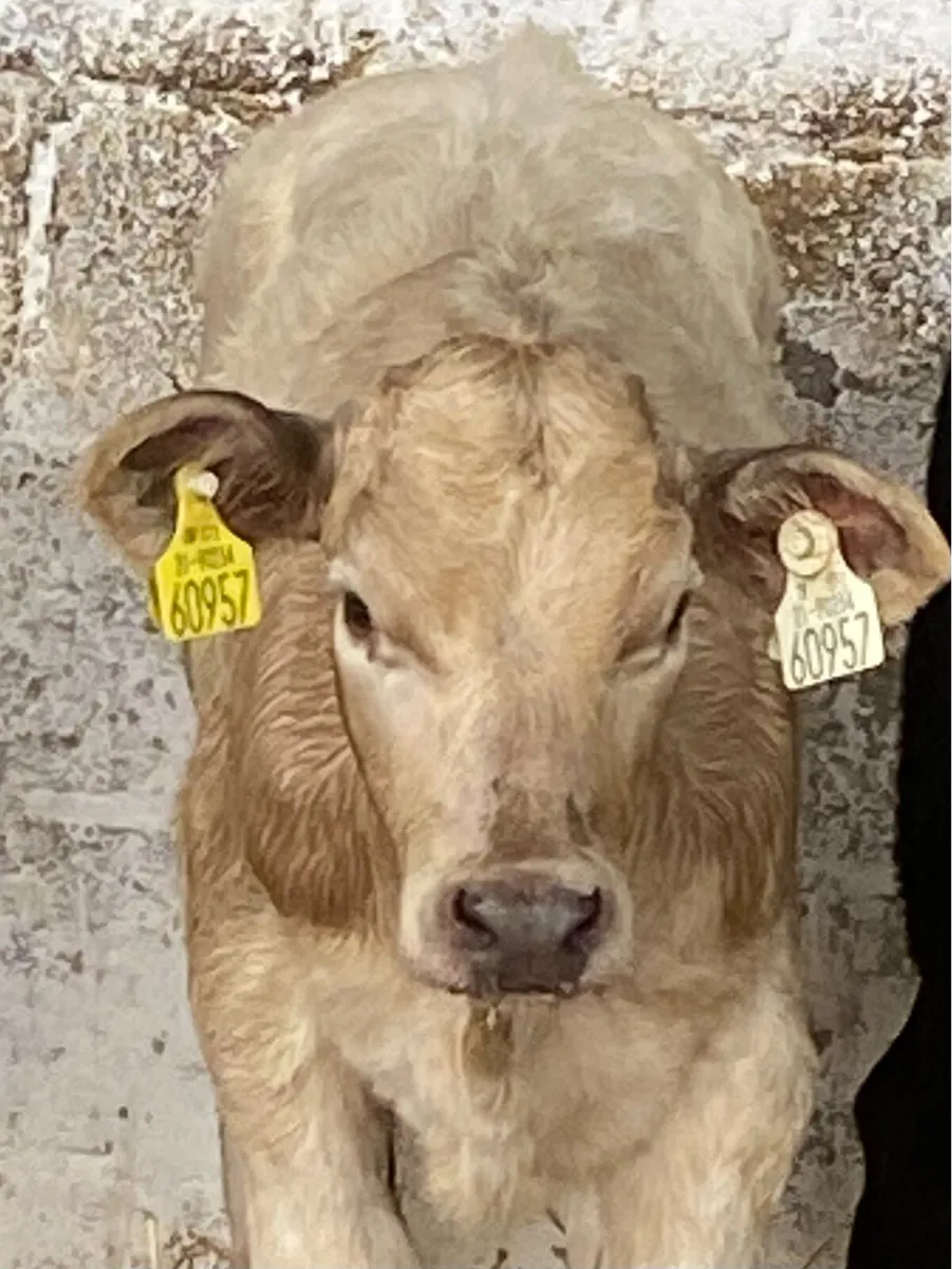3 NICE SUCKLER BRED HEIFER RUNNERS - Image 1