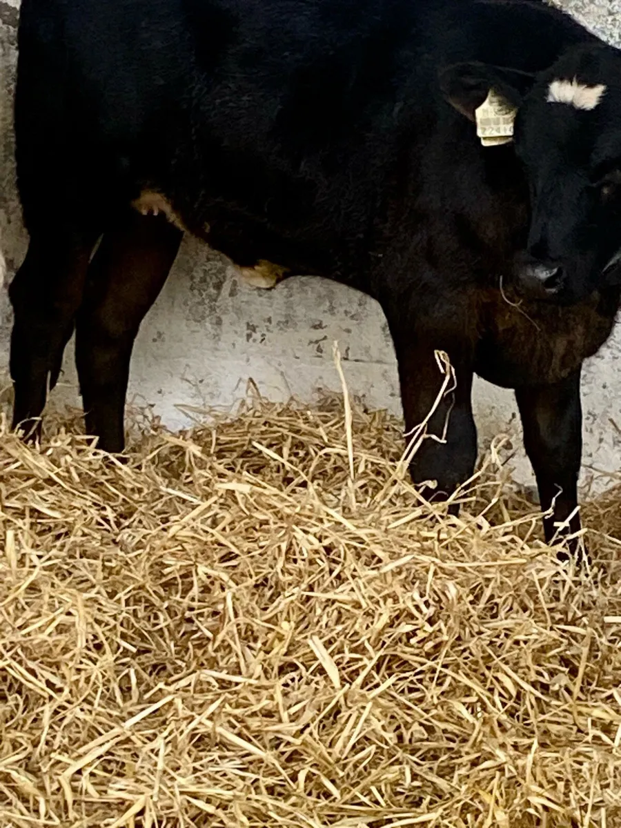 3 NICE SUCKLER BRED HEIFER RUNNERS - Image 2