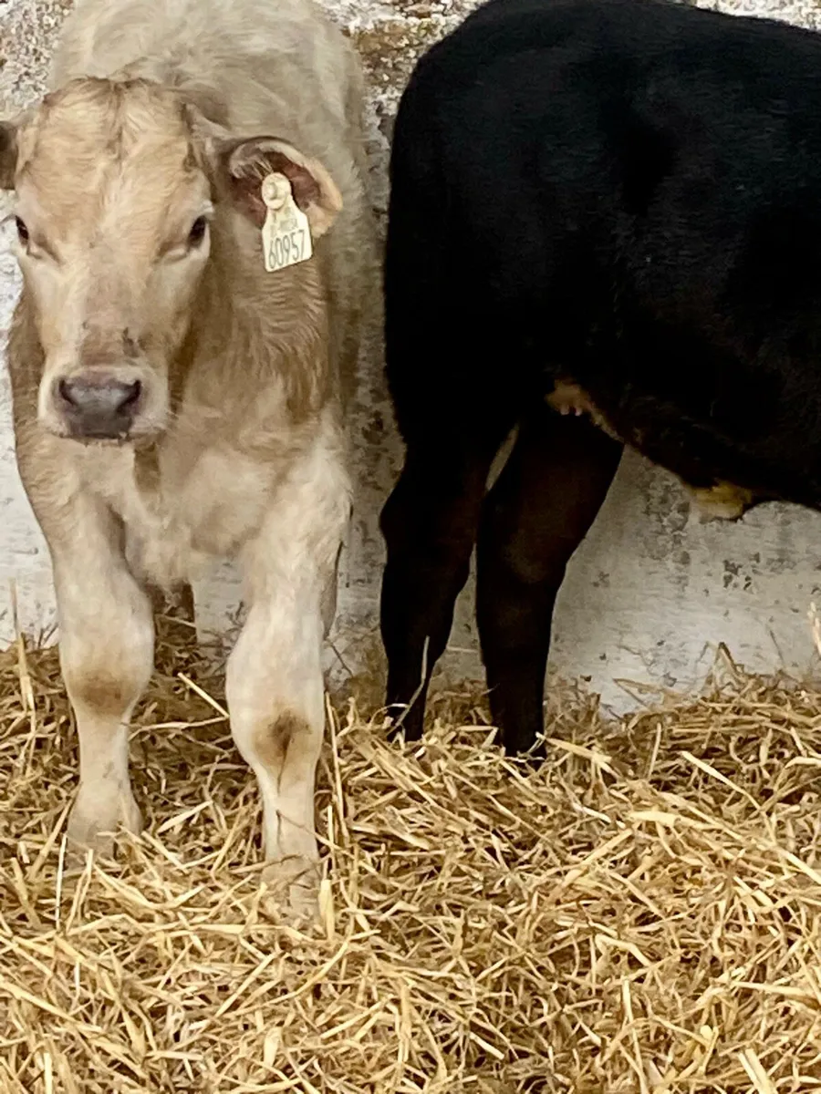 3 NICE SUCKLER BRED HEIFER RUNNERS - Image 3