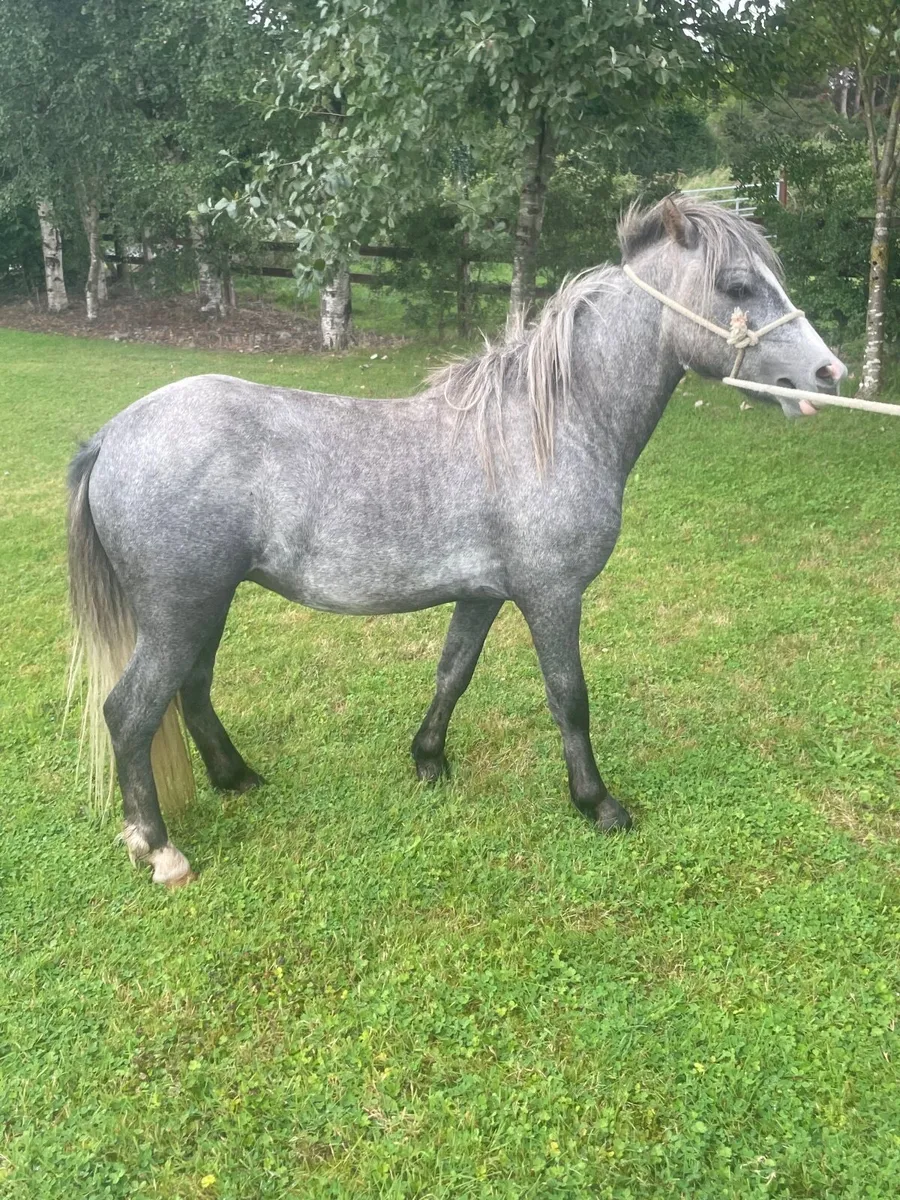 Reg kerry bog pony