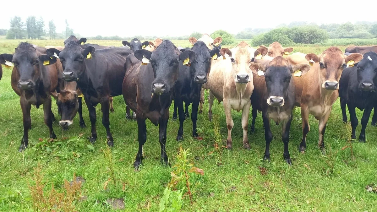 Maiden heifers and Autumn calving cows - Image 1