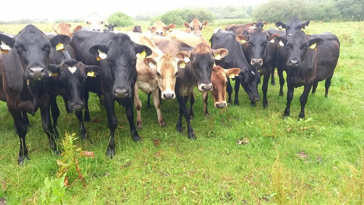 Maiden heifers and Autumn calving cows - Image 2