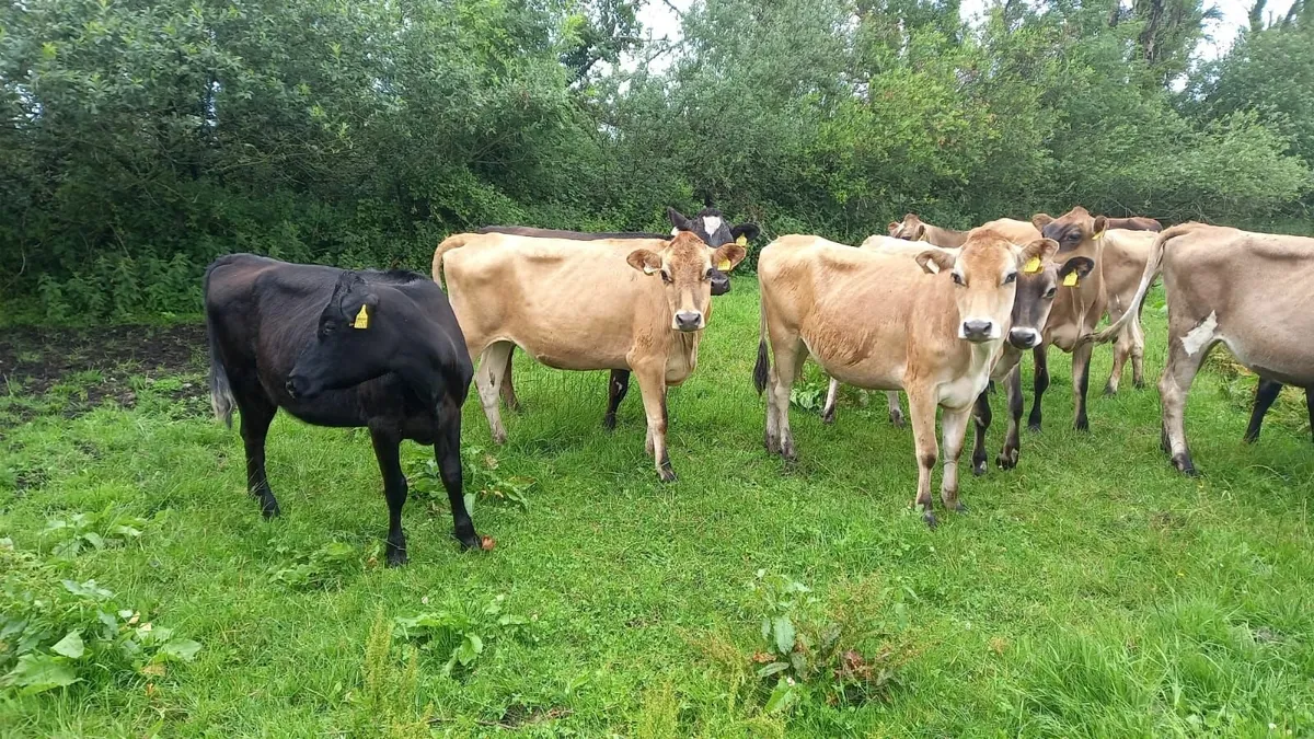Maiden heifers and Autumn calving cows - Image 3