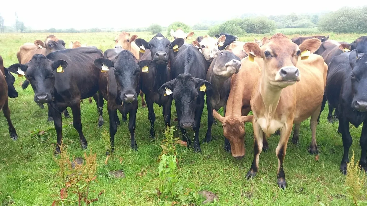Maiden heifers and Autumn calving cows - Image 4